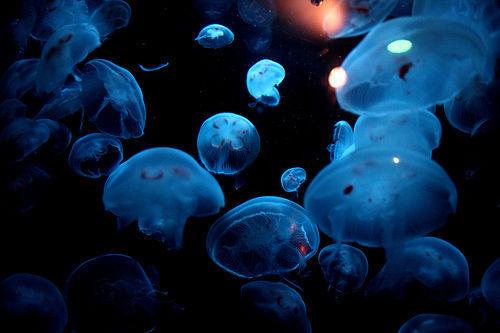 eneloh.tumblr.com/post/28976775220/
