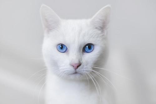 Fluffy white cat with blue eyes