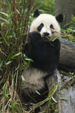 fuckyeahgiantpanda:  © Rupertsm. 