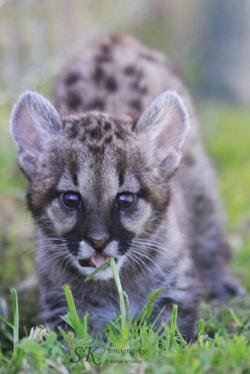 funnywildlife:  Puma Cub Stalking !! by SK Photography Copyright law applies to this image.