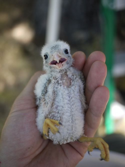 Sex fencelizard:  A fat and happy American kestrel pictures