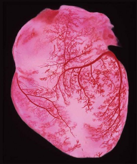 allegorys:  Veins & Arteries of the Heart  
