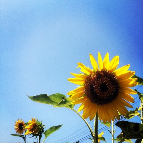 晴れの国から青空を•••。取り敢えずアチィ〜。 #sky #空 #イマソラ #向日葵 (Instagramで撮影)