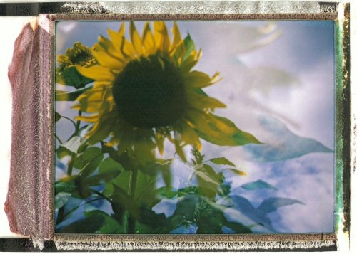 dcci:coconutdreamin:Double exposure with sunflowers, shot on my Polaroid Propack. My new favorite fi