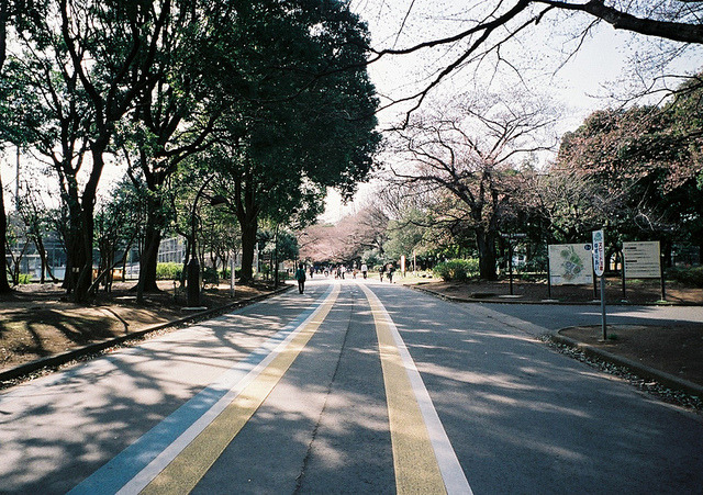 teafy:  sakura 2012 by hiki. on Flickr. 
