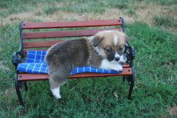 corgiaddict:  Baby Toby on the bench :) Submitted by meandmycorgi.tumblr.com