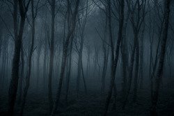 mykindafairytalee:  Dead forest (2/3) by