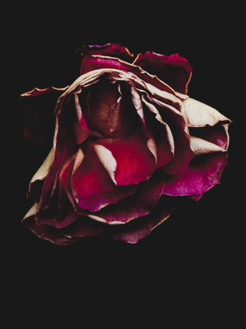 arpeggia:  Billy Kidd - Decaying Roses Follow Billy Kidd on Tumblr. 