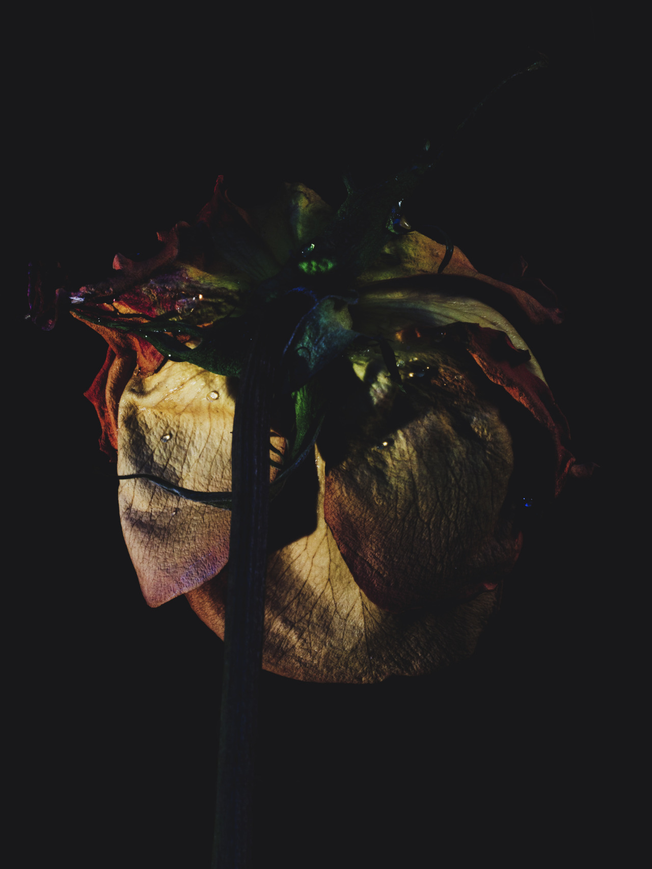 arpeggia:  Billy Kidd - Decaying Roses Follow Billy Kidd on Tumblr. 