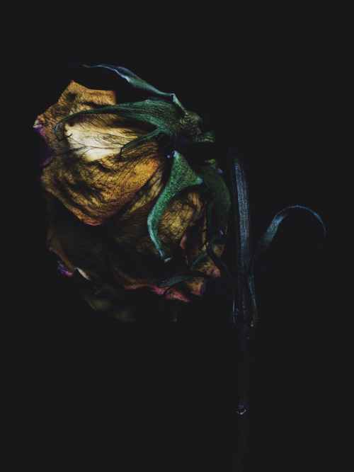 arpeggia:  Billy Kidd - Decaying Roses Follow Billy Kidd on Tumblr. 