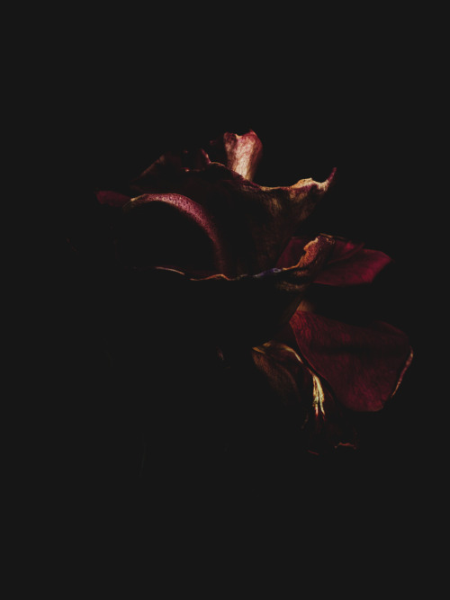 arpeggia:  Billy Kidd - Decaying Roses Follow Billy Kidd on Tumblr. 