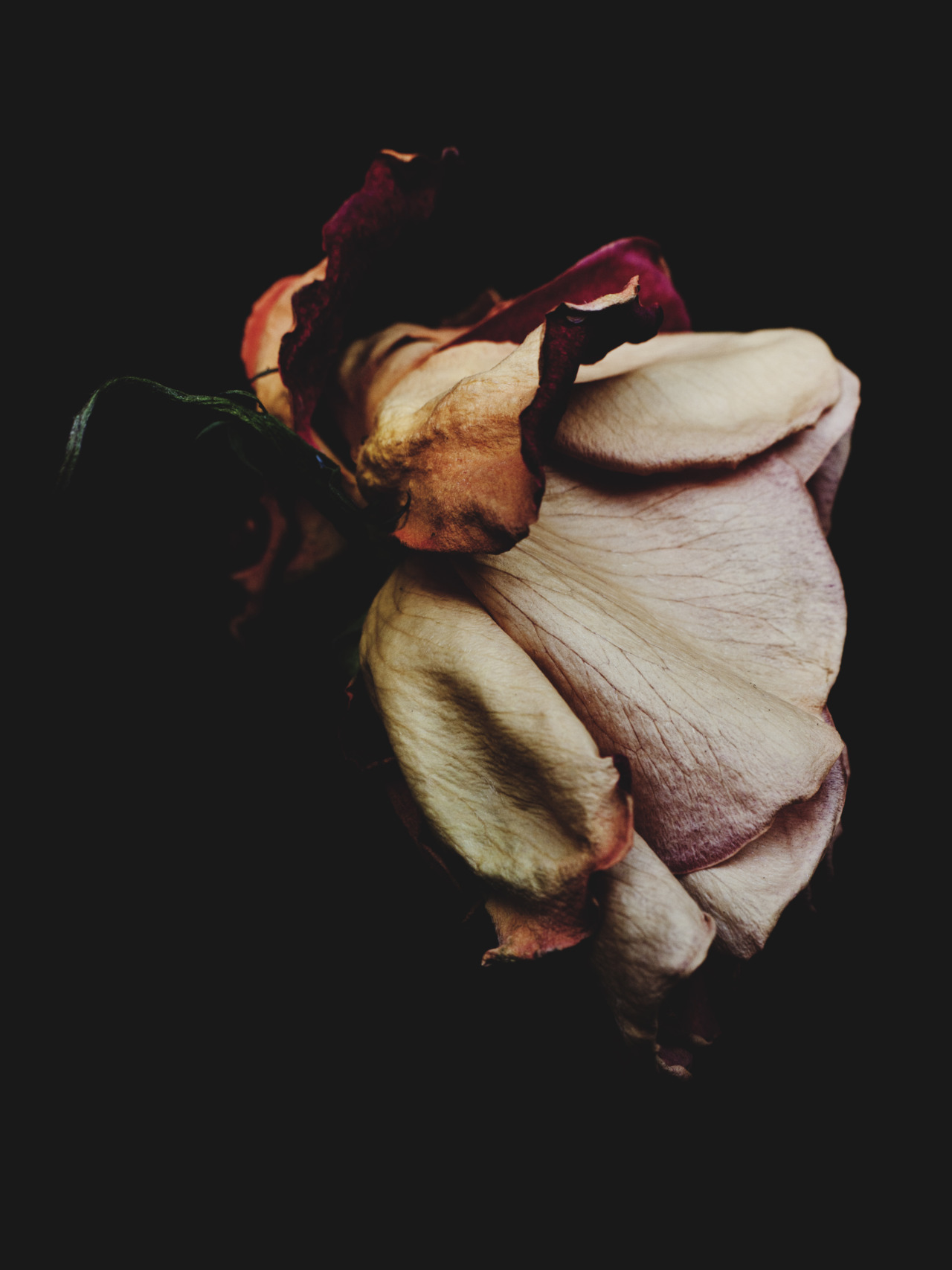 arpeggia:  Billy Kidd - Decaying Roses Follow Billy Kidd on Tumblr. 