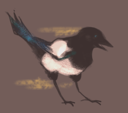 ohohi:  Magpies are probably my favourite bird! They’re so fun to look at and they sound adorable when they chit-chat with each other.