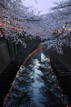 ethertune:  Meguro river at night (By Joanna Oh)