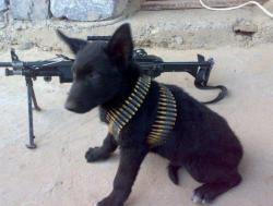 sharrmander:  OMG   Soldier pup