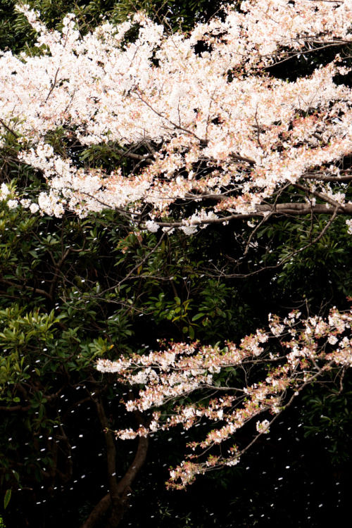 ethertune:Sakura Scattered (By mrhayata)