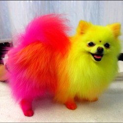 african-fairy:  jewie:  jeffreestar:  my dog Diamond has better hair then me!!!*we use all VEGAN animal safe dye. if you’re going to leave an ignorant comment because you’re uneducated and a fucking idiot, you will be blocked. my dogs are treated