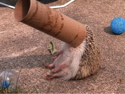 laughingstation:more funny posts here!I used to have a hedgehog.  He used to do this all the time! I