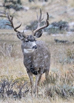 this-is-wild:  Mule Deer (Charlie Summers)