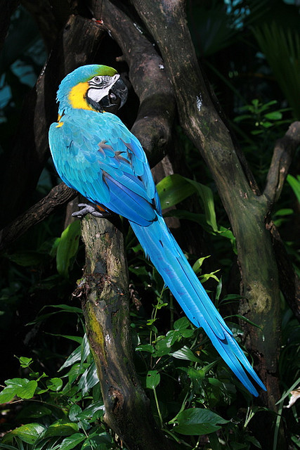 deoxify:Macaw by Jinx1303 on Flickr.striking blue macaw