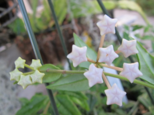 cybela: roseydoesy: Before bloom &amp; once bloomed hoya bella - Shooting Star