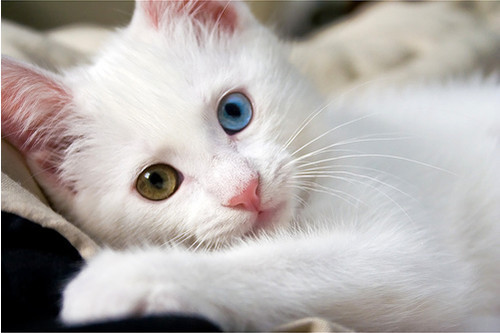 sinusarrhythmia:  for whatever genetic reason, white cats with different colored
