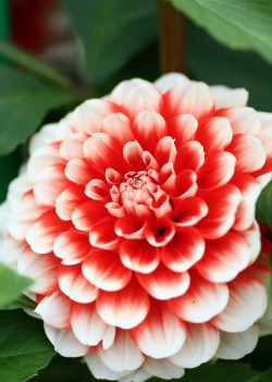 isaykonnichiwa:  dahlia japanesque  by happy__bear 