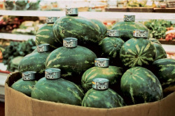 museumuesum:  Gabriel Orozco Cats and Watermelons, 1992 Silver dye bleach print, 12 7/16 x 18 5/8” (31.6 x 47.3 cm) 