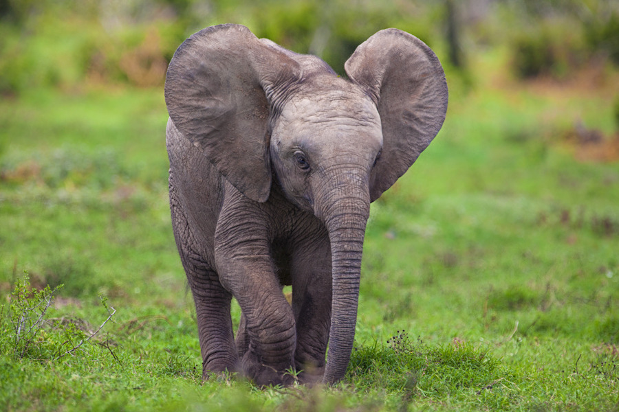 llbwwb:  Little Big Boy by Mario Moreno 
