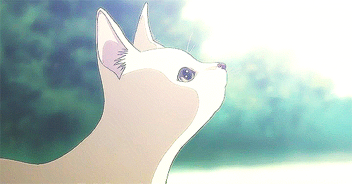 cat-ventures