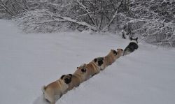 slow-riot:  icannotevenwilliamshatner:  A corgi leading a conga line of pugs on an adventure.  oh my god 