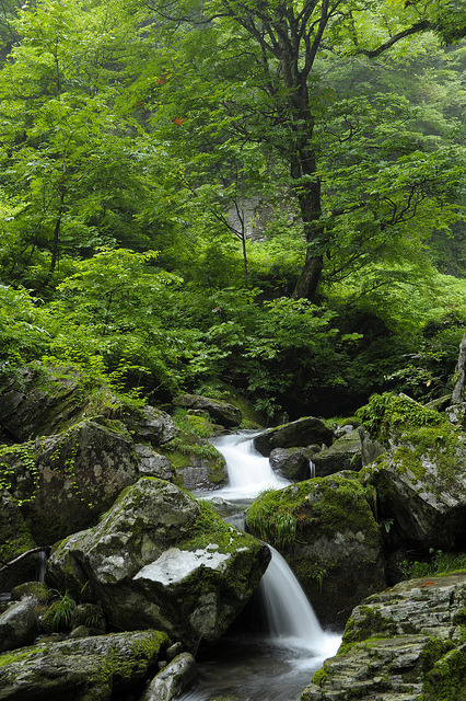 bonguri:  20120722 Amidagataki 2 on Flickr. 