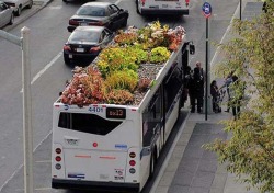 Bus Roots is a living garden planted on the roofs of city buses (NY). It’s an effort that rose out of New York City designer Marco Antonio Castro Cosio’s graduate thesis at the NYU 