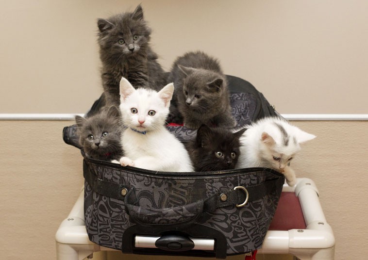 karaokegal:  theanimalblog:  Six abandoned kittens were found in a suitcase in Edmonton,