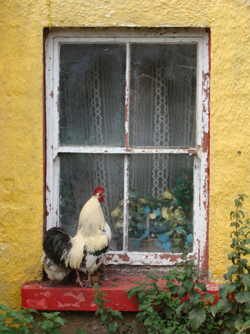 asuncame:Rooster at a window sill in the Aran Islands, Ireland. 