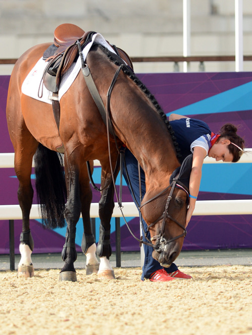 superstallions:Big Star Dutch Warmblood- Quick Star x Nimmerdor