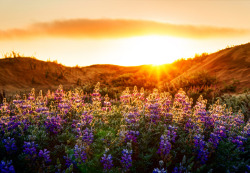 kari-shma:The Lupines at Sunset (by Stuck