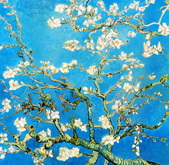 jolieing:  Vincent Van Gogh - Almond Branches