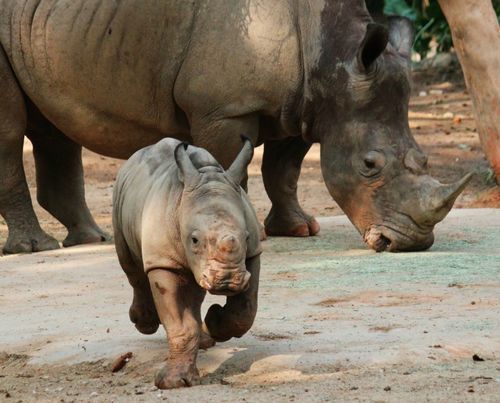 theanimalblog:  White Rhino Baby Big Bundle of Joy for Singapore Zoo