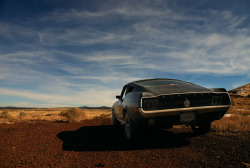 Ford Mustangs