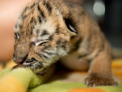 Amur Tiger Cubs