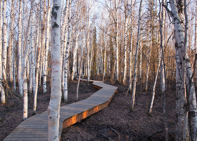 ladyinbluejeans:  Evening Birch Forest by Lee Petersen on Flickr.   Man I miss Alaska