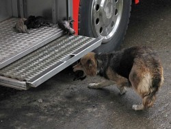 woke-up-on-the-concrete:  Una perrita salvó a sus cachorros de un incendio en Temuco llevándoselos a Bomberos… En un incendio ocurrido esta mañana en el sector Santa Rosa de Temuco, una perra salvó a todos sus cachorros de sólo 10 días de vida,