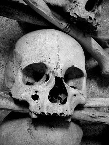 erhbunique:  Skull by holman.heather on Flickr. 