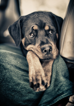 A Dog & His Best Friend