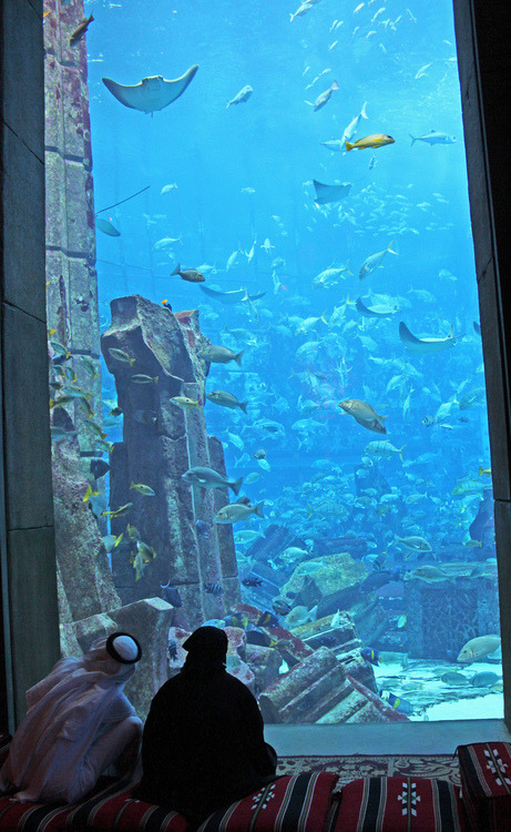 drugwar:  The Lost Chambers Aquarium 