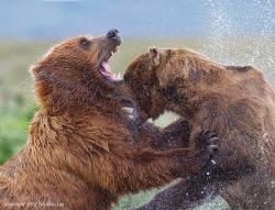 magicalnaturetour:  “Bear Fight” by Tin