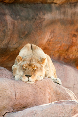 w-ildbutterfly:  getawildlife:  Lion Sleeps!