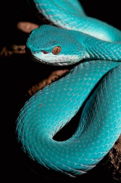 exotic-venom:  White-lipped island pit viper