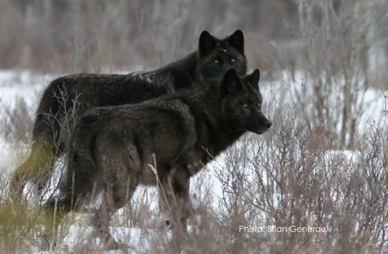 Black melanistic wolves at Jasper National Park By...